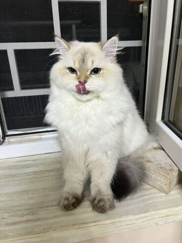 şinşila pişik satılır: Erkək — 1
