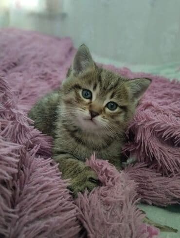 it etibarlı əllərə verilir: 50 ile 250 arasi cins saf qan pisiklerimiz var( Silver sinsila temiz — 28