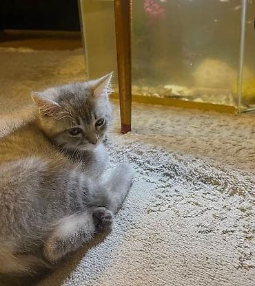 göyərçin şəkli: Britan, Dişi — 3