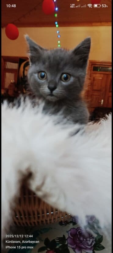 şirin pişik şəkilləri: Boz rəngli balaca pişik balası - Cins: ev pişiyi (qısa tüklü — 4