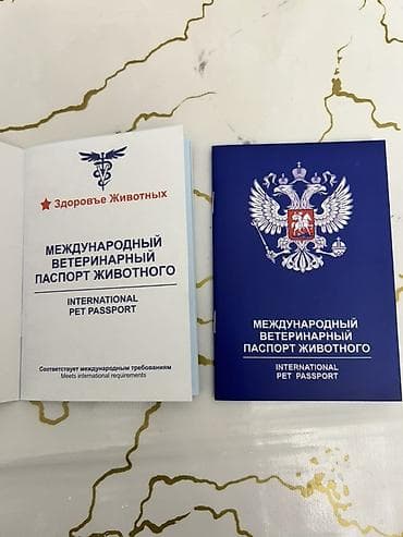 rus mavisi: Ancaq Vp işləyir ordan əlaqə saxlayın +994-51-974-36-46📞✅ metrolara — 3