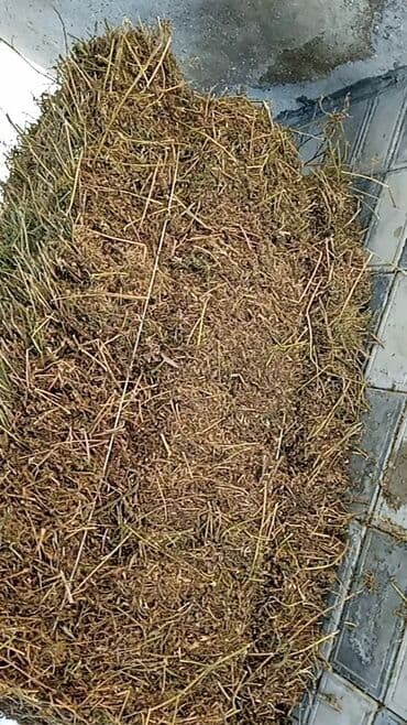 berde mal bazari 2020: Yonca sırf tər -təmiz qatqısız yoncadir yağış vurmayıb — 1