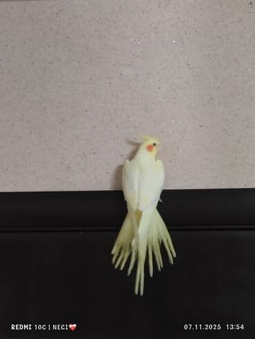 cucə satılır: Salam dəyərli insanlar şəkil nümunədir.) bizim vatsap qrupumuz var — 1