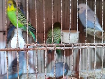 1 illik bala verən quşlar. Yerim yoxdu deyə satıram. hamısı yumurtayan