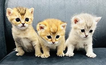 Qızıl şinşilla, Erkək, Dişi, Ünvandan götürmə, Ödənişli çatdırılma