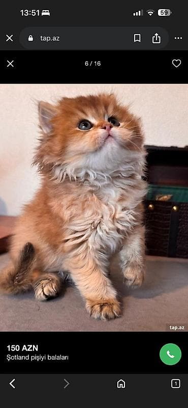 sibir pisiyi: Britan — 7