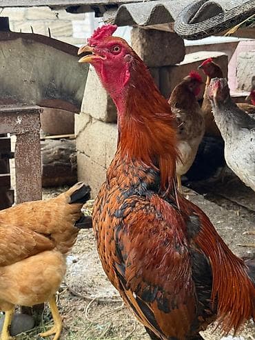 Xoruz, Heyratı, il: 1, Ödənişli çatdırılma