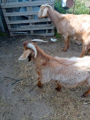 dovşan haqqında məlumat: Məhsul: Ətlik/törədici keçilər iki eded ha hazirda sud veren kecidi — 1