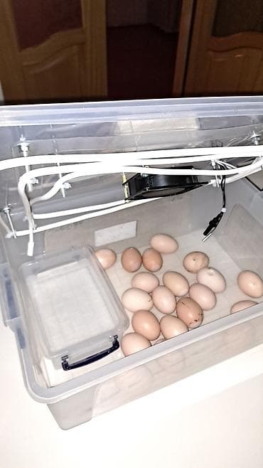 Оборудование для магазинов: Полностью автоматическая — 7