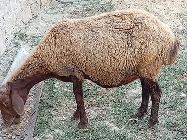 mal inək: Boğaz qoyun 4ayna yetrə yetirdi hər il əkiz doğur — 9