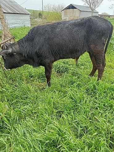 1530 deylir riyalı alci zengin vursun