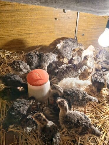 kanada hinduska: Salam Hinduşka balaları satılır 30 dənədi ünvan Kürdəxanı 15-20 — 3