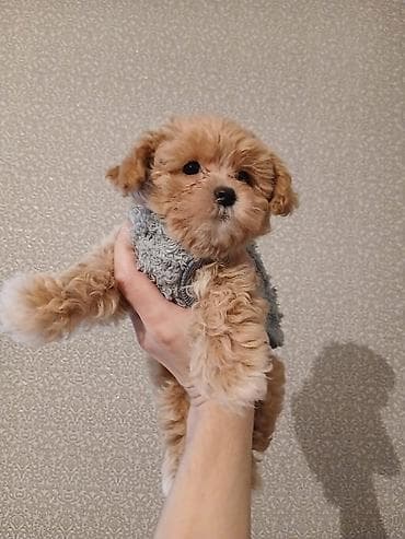 ит мурун: 3 месяца, Самка, С прививками, Самовывоз — 7