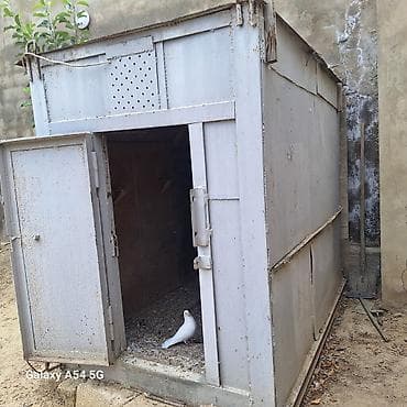 K/t heyvanları və malları: Metaldan hazırlanmış quşxana/keçidli göyərçin yuvası - Material: tam — 1