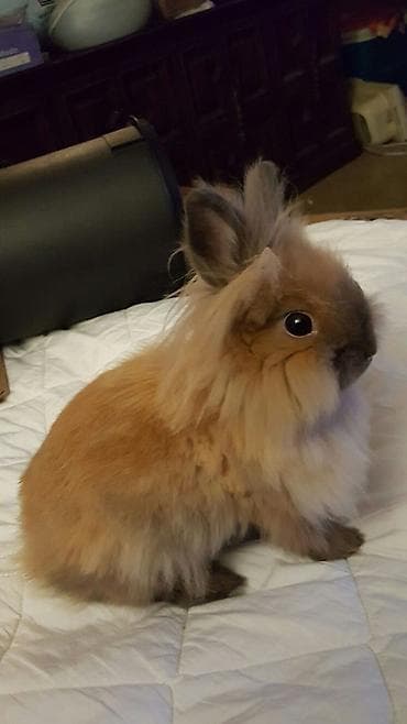 Ev üçün balaca Şinşilla/Toy/Lionhead tipli dekorativ dovşanlar