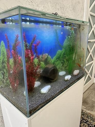 akvarium xırda balığı: Akvaryum komplekti – şkaflı ile bir yerde ve içinde çox sayda balıqlar — 4