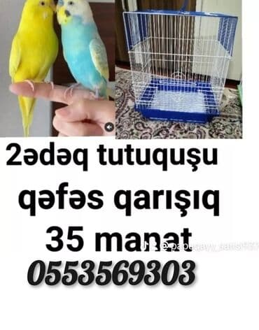 клетки для попугаев купить: Tutquşu yemə düşmüş balalar ələ öyrəşdirmək ücün danışdırmaq ücün cütü — 1