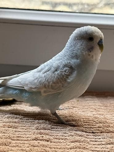 Məhsul: Dalmatian/Lutino qarışığına bənzər açıq mavi–ağ rəng — 1