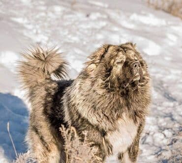 qurd basar iti: Qafqaz çoban iti, 3 il, Erkek, Peyvəndli — 1