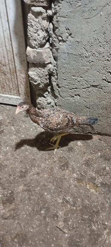 it satisi: Toyuq, Damazlıq — 2