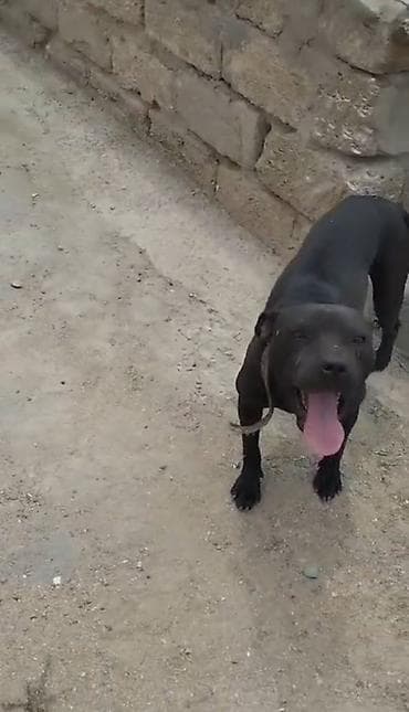 pitbul: Pitbul, Peyvəndli — 2