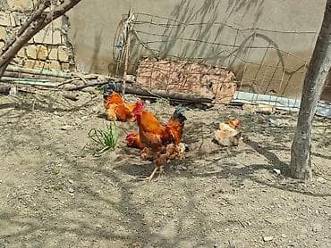 Toyuq, Yumurtalıq