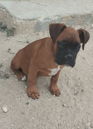 1 aylık doberman: Bokser, 3 ay, Erkek, Peyvəndli — 6