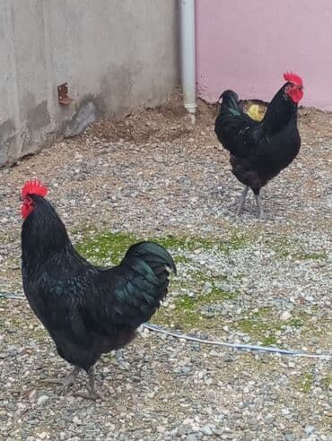 Птицы: Satılır: qara rəngli xoruzlar - Cins TamamAstrolooilə qara, yaşıl — 1