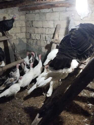 cins ineklerin satisi 2019: Dişi, Damazlıq — 1