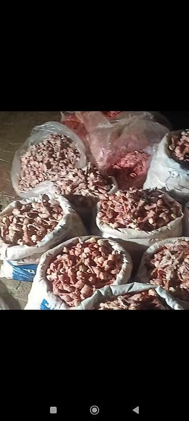 Süd məhsulları və yumurtalar: 0.20 qəpik kilosu itlər və pişiklər ücün yem itlər kücüklər kucuy it — 5