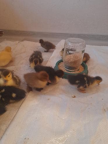 arpa bugda satisi: Lal ördəklər 5 m macar krasnadar qara zümrüdü mirvari rənglər 055 663 — 2