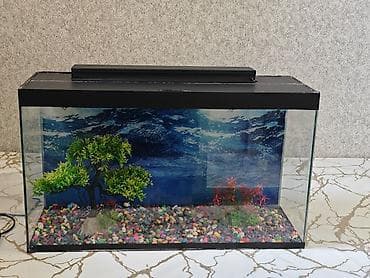 akvaryum balıq: Dördbucaq akvarium, Boş, 40 l, Ünvandan götürmə, Ödənişli çatdırılma — 2