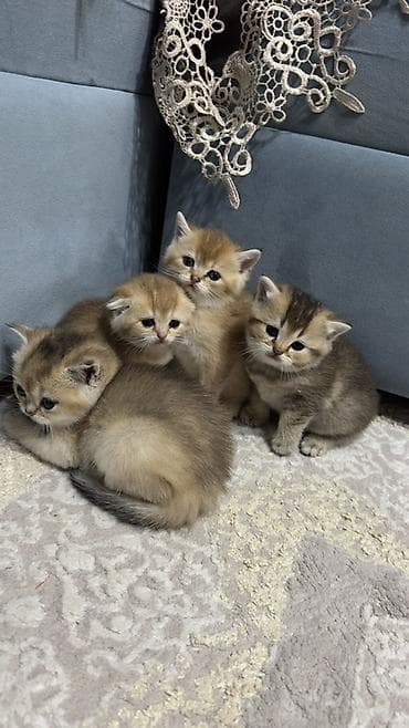 сколько стоит котенок: Британская, Самка, Для вязки, Бесплатная доставка — 1
