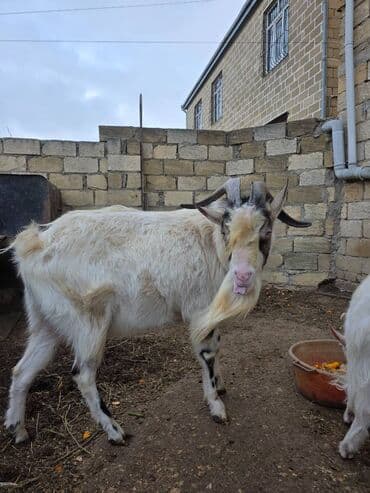 Jeep: Erkək keçi – boynuzlu, saqqallı, ağ xallı tükə malik. Xüsusiyyətlər — 3
