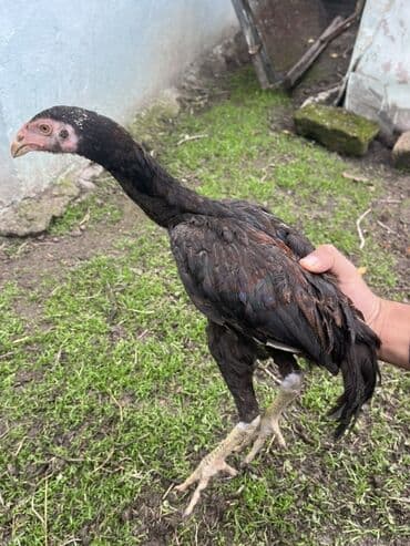 ineklerin satisi: Toyuq cücələri, Damazlıq — 2