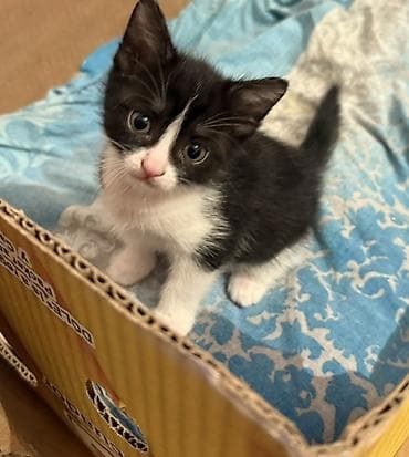 Dişi, Yaxşı əllərə