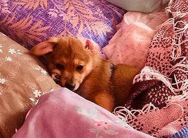 4 ay, Erkek, Peyvəndli, Ünvandan götürmə