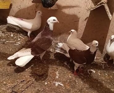 tuklu it: Temiz babayevisqi eni quyruq hundur ayaq uzun quwdardi erkey dest ag — 7