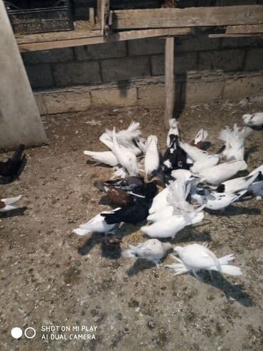 ördək balası satışı: Göyərçinlər satılır sadə uçan quşlardı paqonular var cütü 10 man 15 — 4