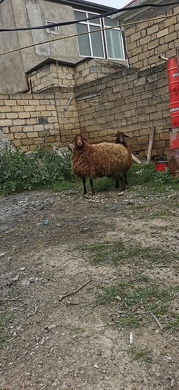 afcarka balasi erkey: Qoyunlar – yerli cins, qəhvəyi rəngli - Say: 2 baş 2 dişi Qala — 3