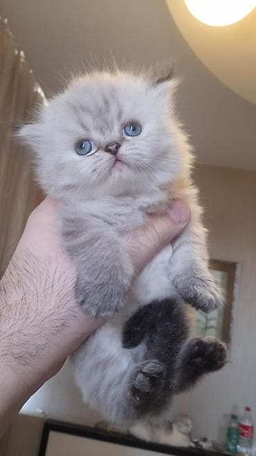 lalafo pisik: Fars — 1