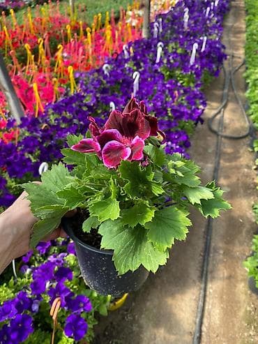 qab gulleri: Məhsul: Saksıda petuniya (Petunia) dekorativ çiçəklər Təsvir: - Rəng — 8