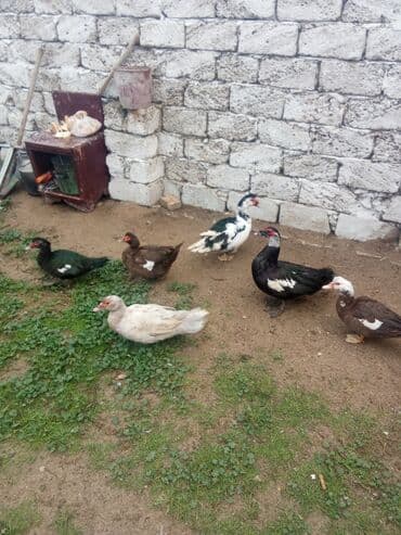 Gəmiricilər: Erkək, | Lal ördək, Damazlıq — 1