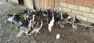 ördək balası və cücə: 28 ədəd 4 Aylıq Hind Quşları Satılır. Real Alıcılar Narahat Etsin — 8