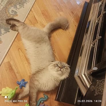 balaca ağ itlər: Şotland uzun tüklü, Erkək, Cütləşmə üçün — 9