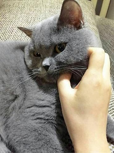 koska: Britan, Erkək, Yaxşı əllərə, Ödənişli çatdırılma — 3