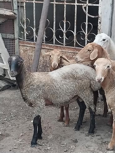 yanı balalı qoyun: Beyləqan quzuları
super kökdülər, diri çəki -10m — 2