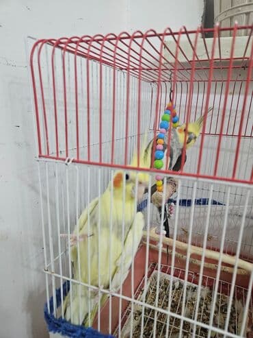 2 ədəd Korella tutuquşuları satılır. biri disi (Luna) biri erkekdi