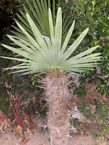 dibçək güllərinin satışı: Palma agacı datılır. Salam. Tərtər şəhərindədir ağac. Çatdırılma da — 2