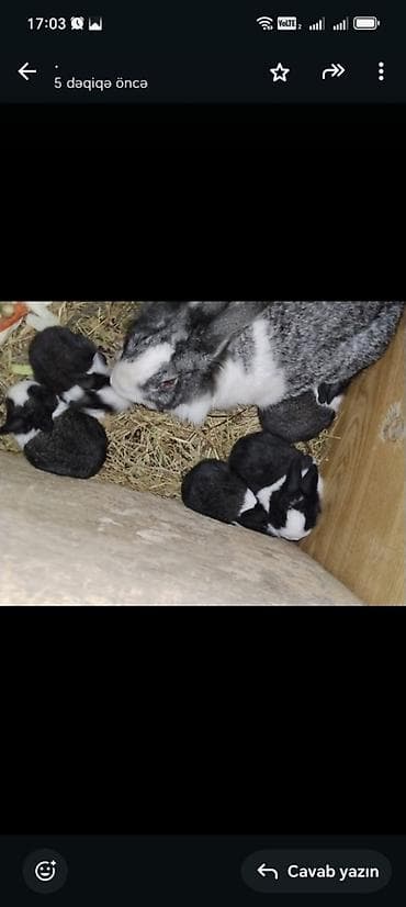 Toyuqlar: Unvan Sulutəpə Qiymət 5azn16eded bala dovşan 4ededde 2aylıq dovşan — 2